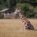 Knuthenborg Safaripark med overnatning i luksus safaritelt