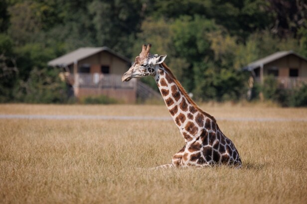 Knuthenborg Safaripark med overnatning i luksus safaritelt