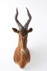 Jagttrofæ. Skuldermonteret Koantilope / Red Hartebeest (Alcelaphus buselaphus)