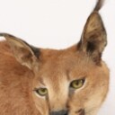 Hunting trophy. Fully assembled Caracal / 'Desert los (Caracal caracal)