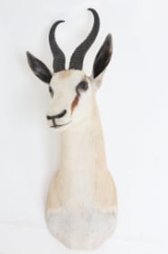 Jagttrofæ. Skuldermonteret Springbuk (Antidorcas marsupialis)