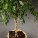 Stueplanter med krukker (3)