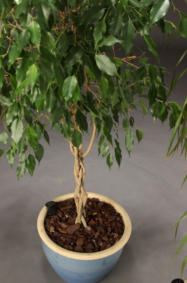 Stueplanter med krukker (3)