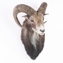 Jagttrofæ. Hovedmonteret muflon (Ovis musimon)