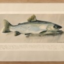 Svend Saabye, litografisk tryk, fisk (2)