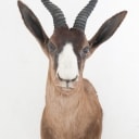Hunting trophy. Shoulder-mounted black springbok (Antidorcas marsupialis)