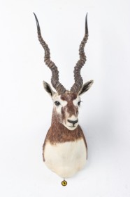 Jagttrofæ. Skuldermonteret Hjorteantilope/ Blackbuck (Antilope cervicapra)