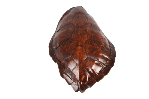 Havskildpaddeskjold 'Cheloniidae sp'.