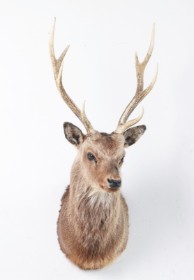 Jagttrofæ. Skuldermonteret Kronhjort (Cervus elaphus)